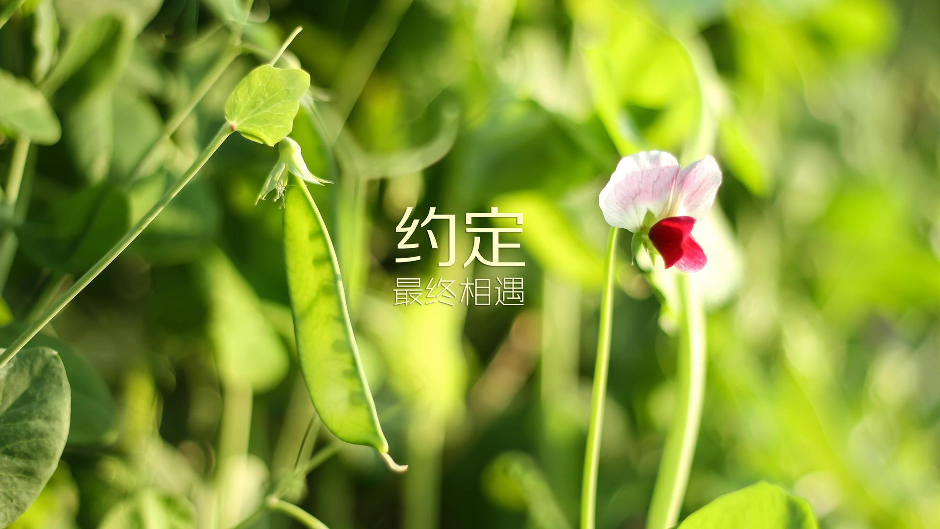 意甲联赛中一支强队陷入了连败的困境，意甲强队排名