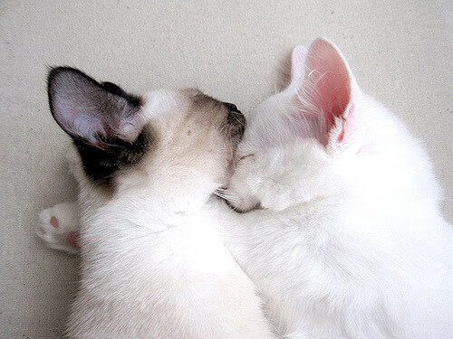 中小学体育课程资源开发与应用策略,中小学体育课程资源开发与应用策略研究