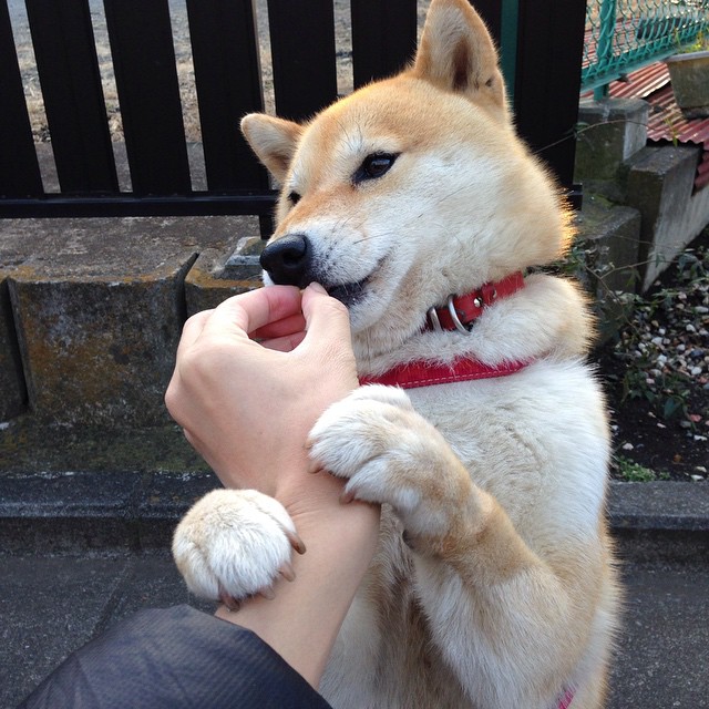 英超比赛中裁判吹罚尺度对战术执行的微观影响,英超裁判口哨