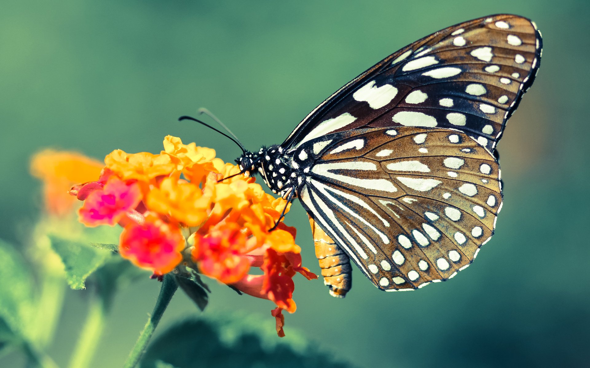 西甲裁判语言模型优化多语种环境下判罚的准确率,西甲裁判小公主