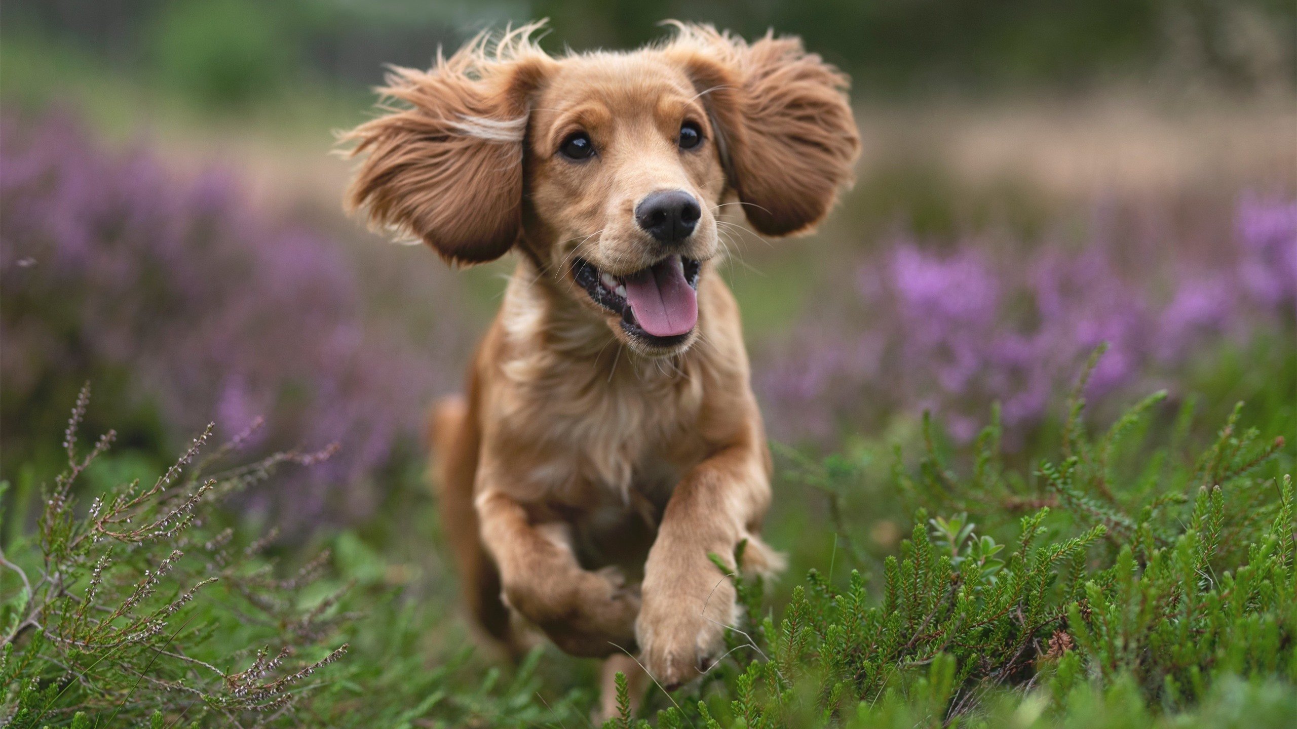 “武汉马拉松:速度与耐力的终极较量”