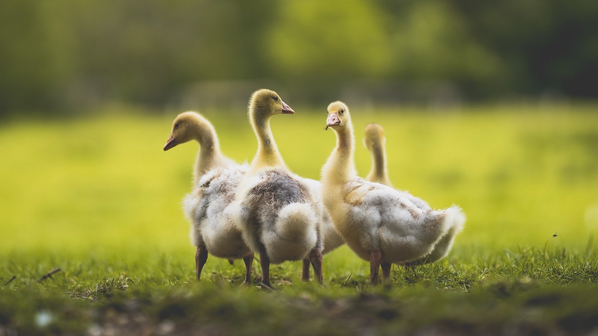 中国三人篮球女队坚持以防促攻提升效率,中国三人篮球女队员名单