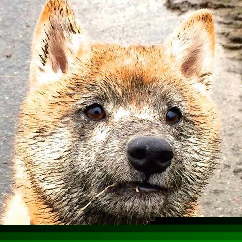 中国男篮加强高位策应丰富进攻手段,中国男篮高度