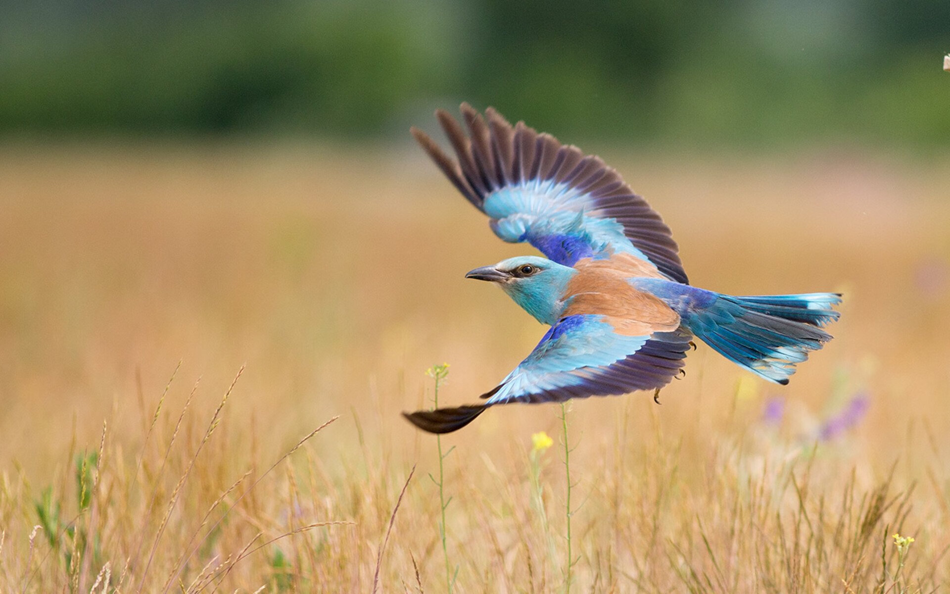 爱游戏-中美蝶泳转身效率孰高孰低？，美国蝶泳名将
