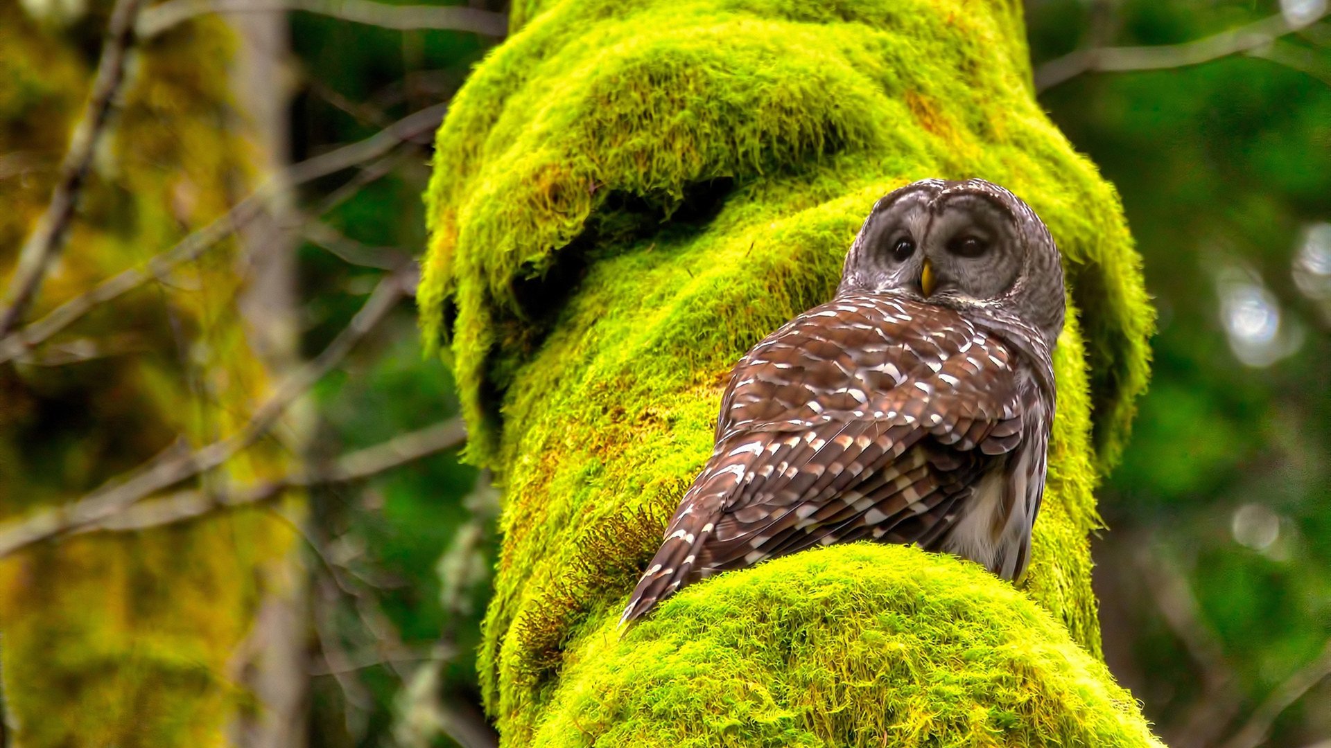 五大联赛成长型新秀如何快速融入主力阵容,五大联赛形势